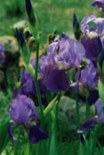 Iris